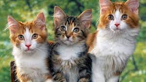 kediler ne yer kac yil yasar kediler neden isirir mirlar neden kusar hakkinda bilgi haberler